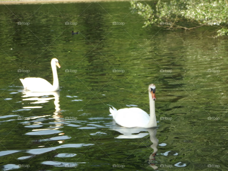 Upon Green Water