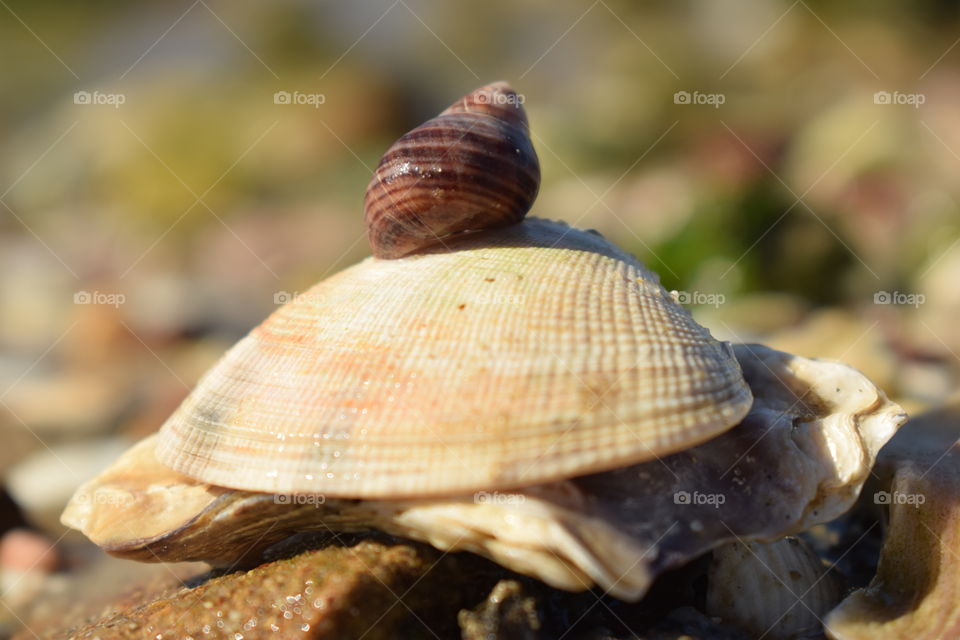 Gastropod on seashell