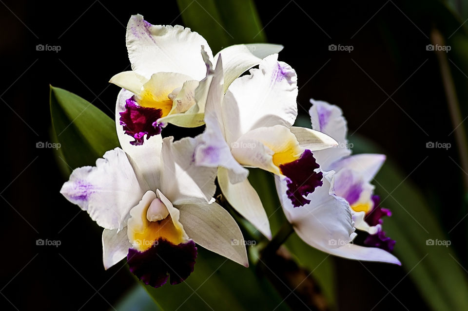 orchids. Mother's day
