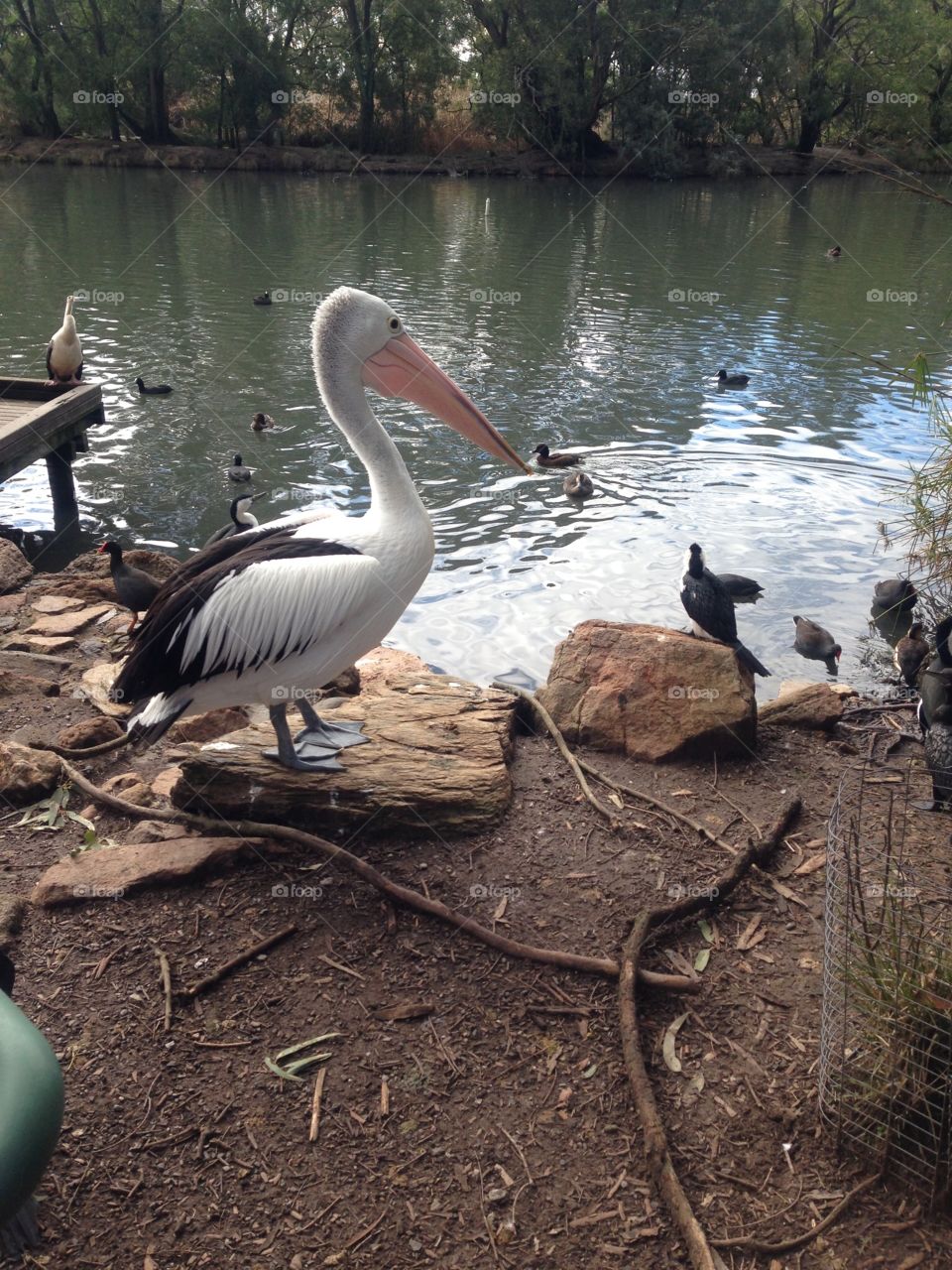 Pelican Adelaide, South Australia. Pelican South Australia