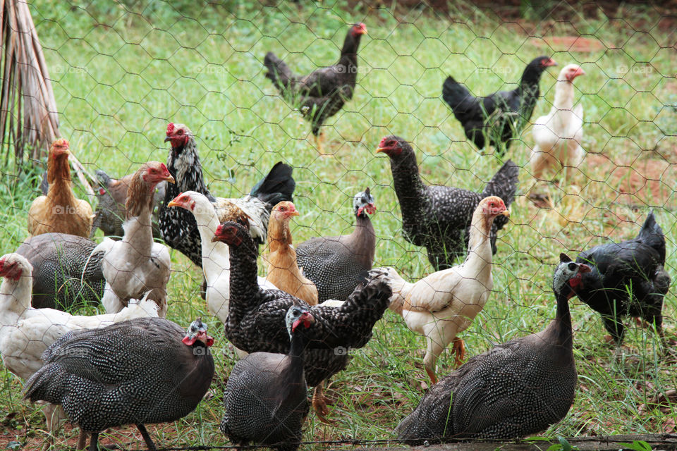 galinhas