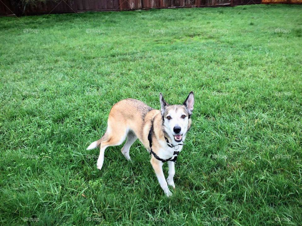 Dog standing on a grass