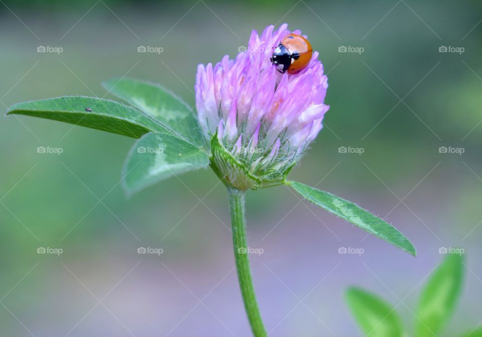 Flower of clover and ladybug