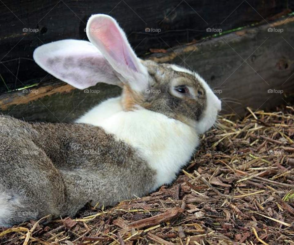 Brown and White Rabbit