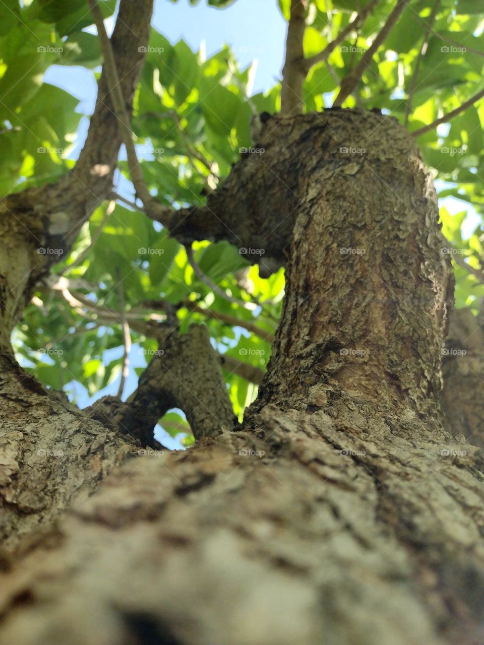 Beautiful closeup of a brown tree trunk with rough bark on a lovely, bright, sunny day