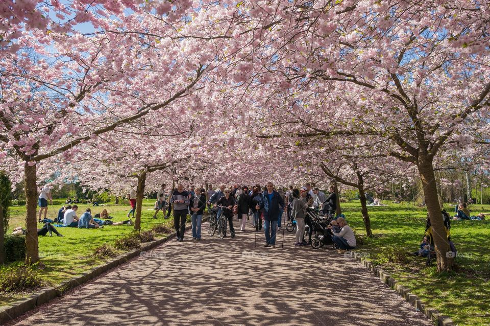 Pink park