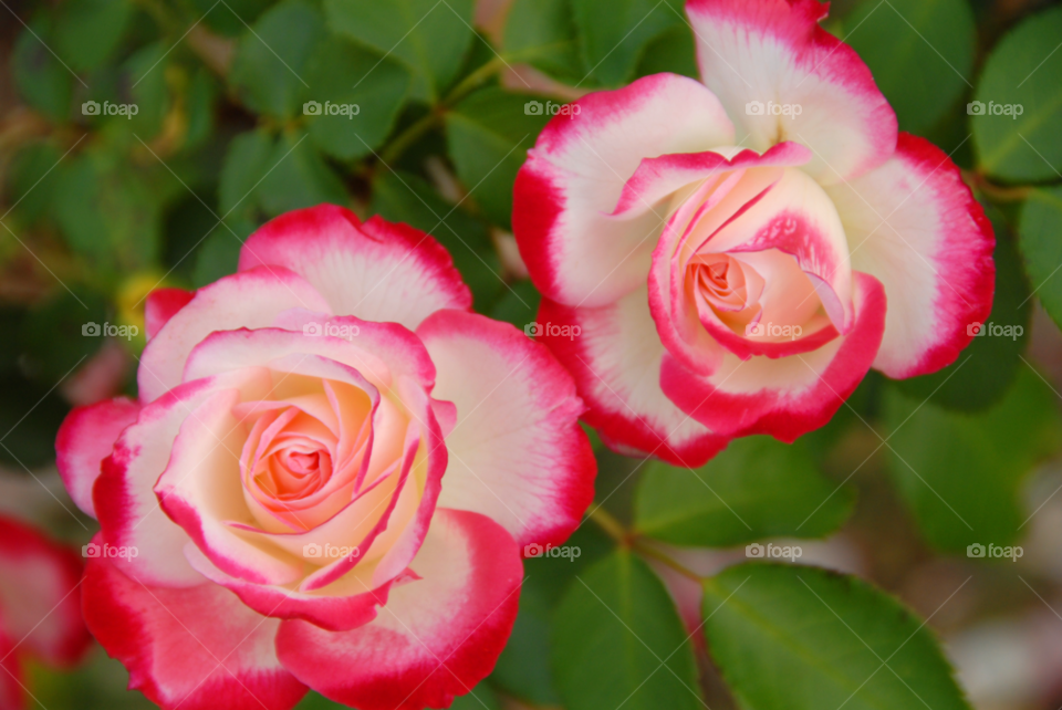 roses grandiflora twin roses parfait roses by lightanddrawing