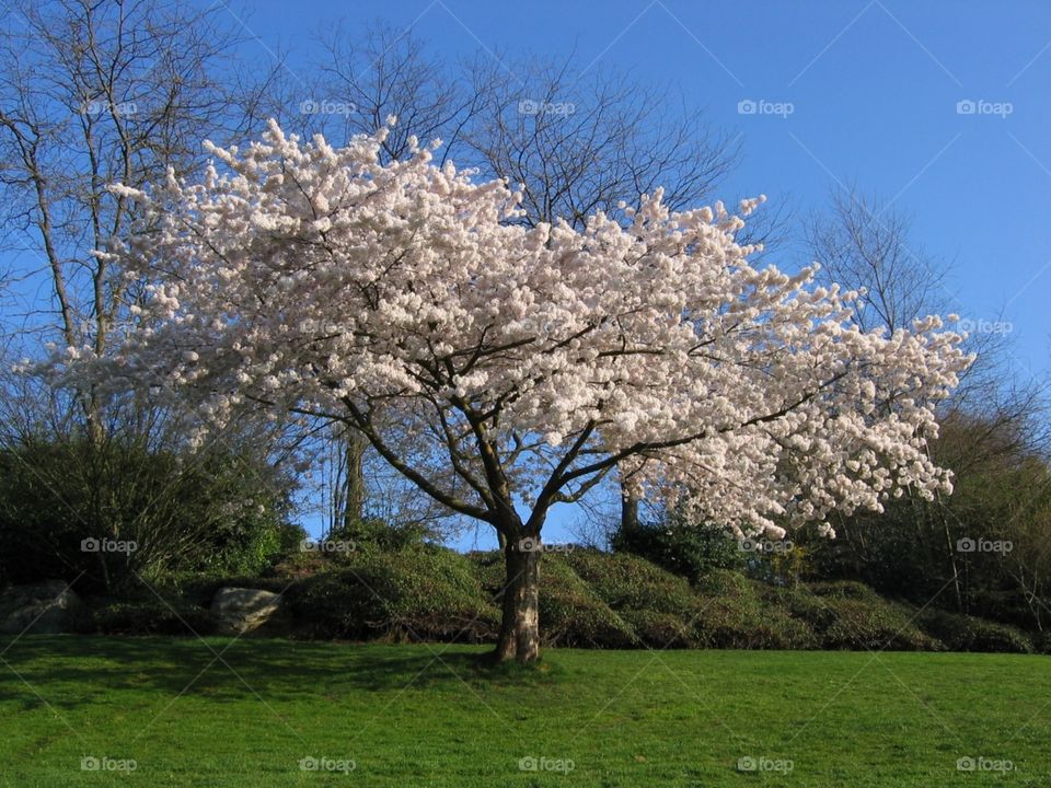 spring tree