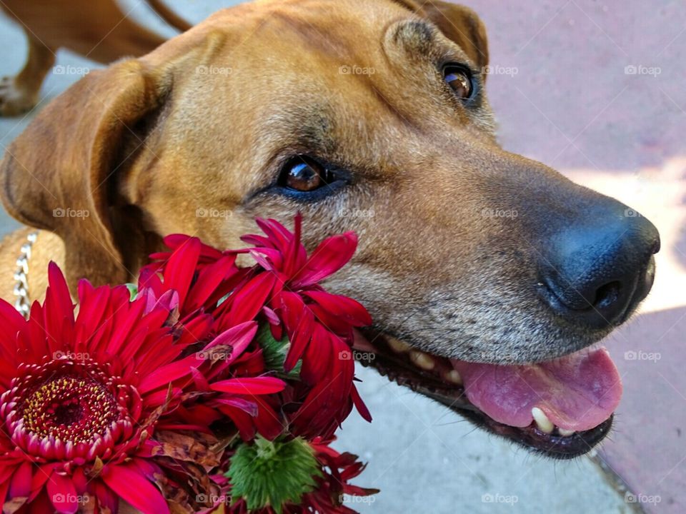 flowers for your best friend