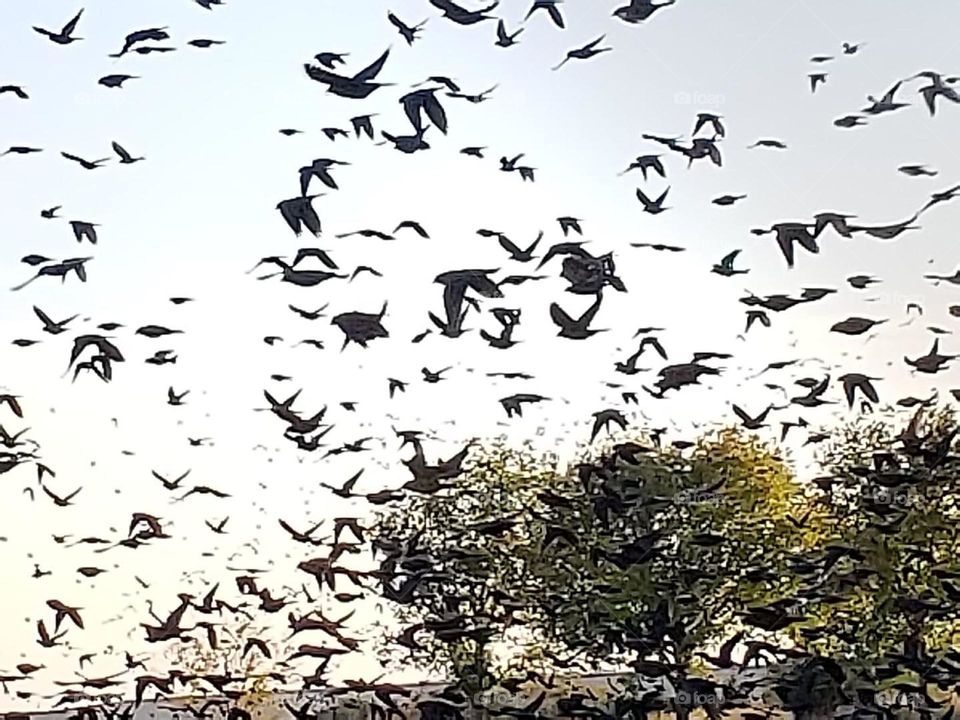 The birds took to the sky and it made me think about  an old movie my mother loved, Alfred Hitchcock’s “The Birds”. 