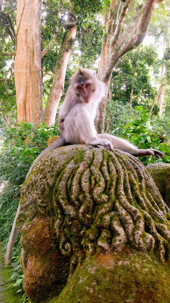 Monkey Forest in Ubud