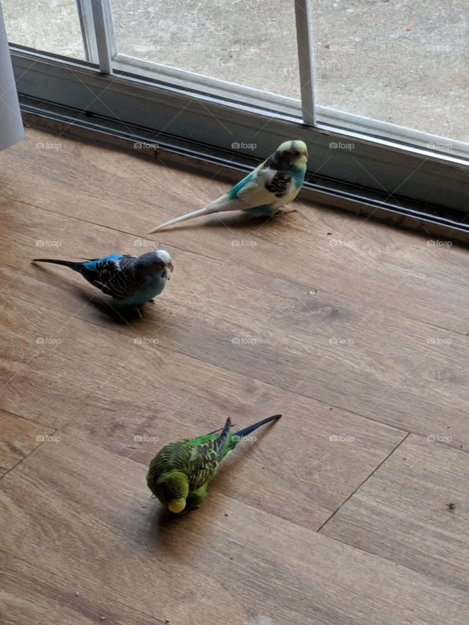 parakeets