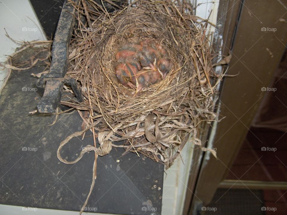 Robin nest - stage 2