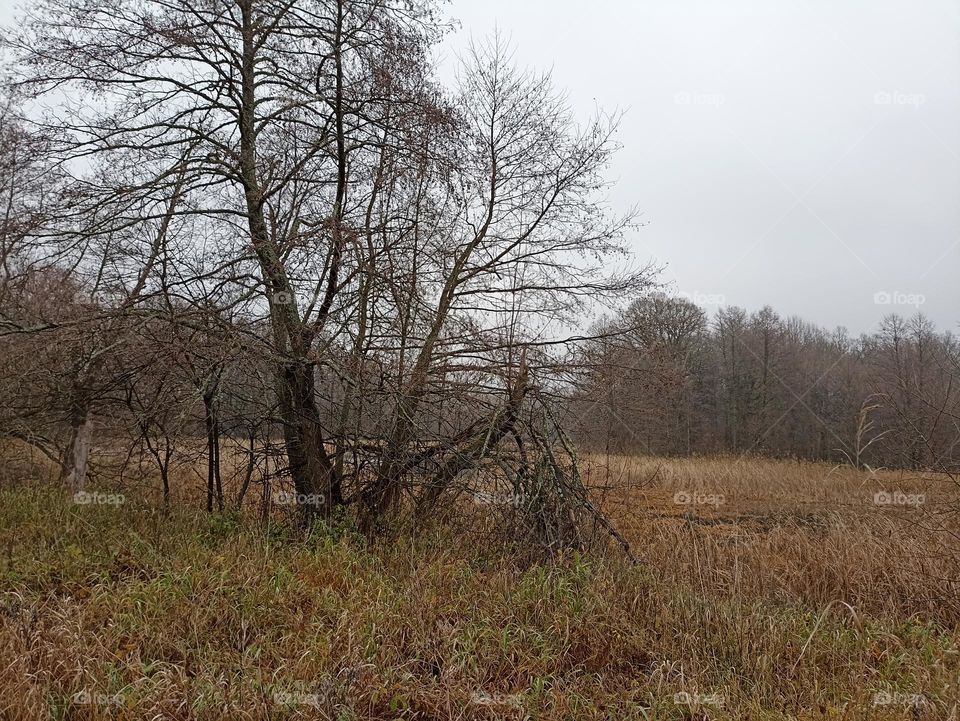 Autumn in the forest