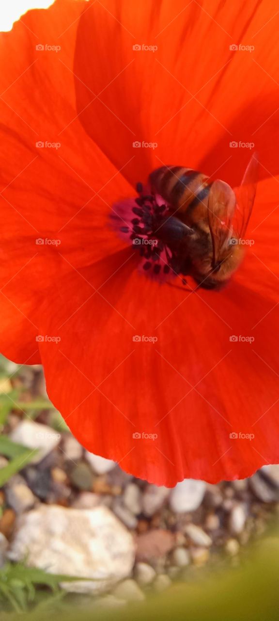 Anemone and bee