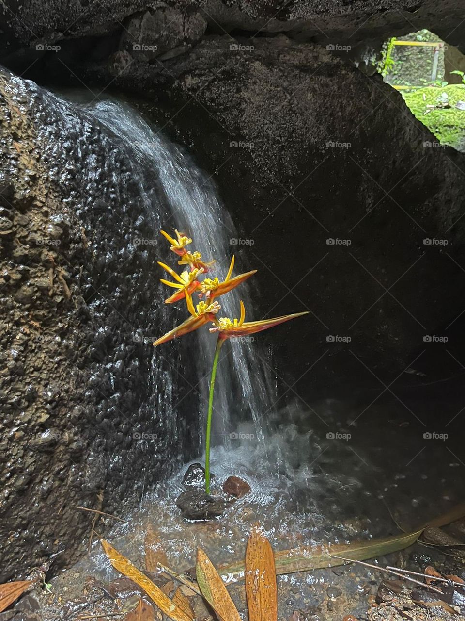 Water & flower