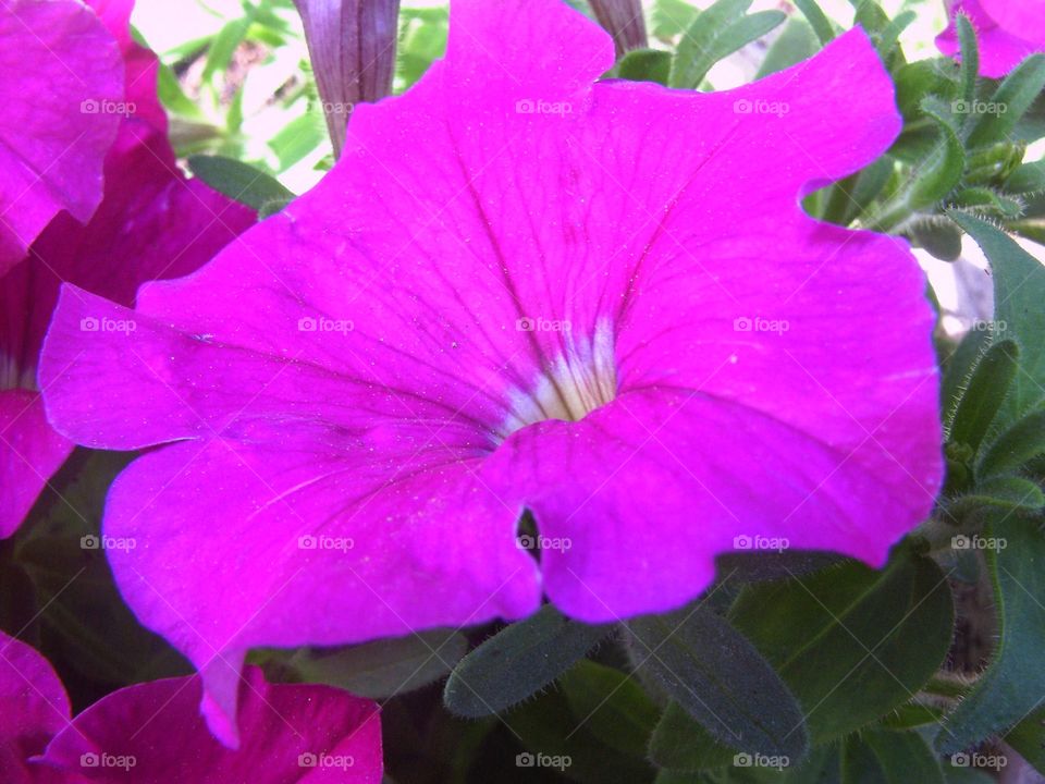 Colorful flower 