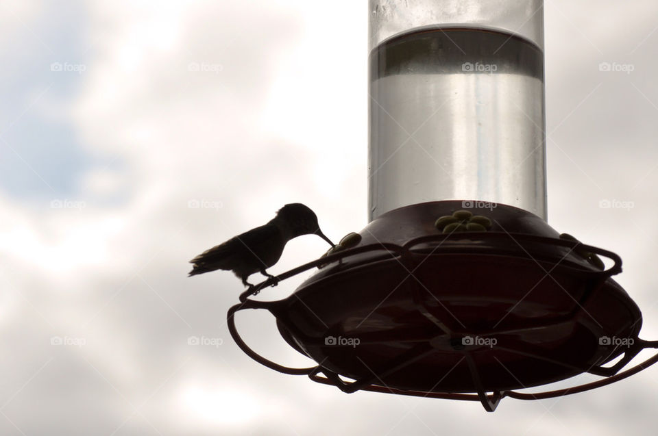 bird feeder hummingbird alaska by refocusphoto