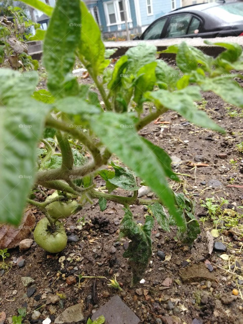 tomateiro