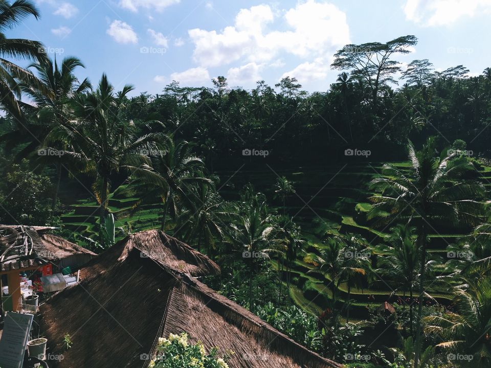 Rice terrace in Bali.