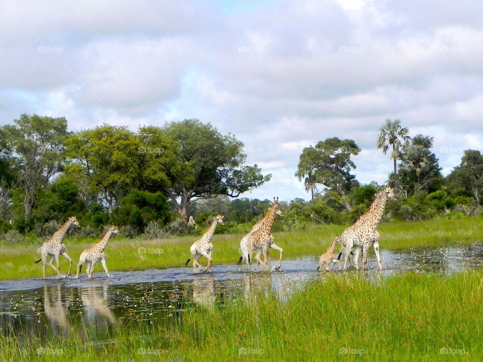 Giraffes crossing a river in Botswana 