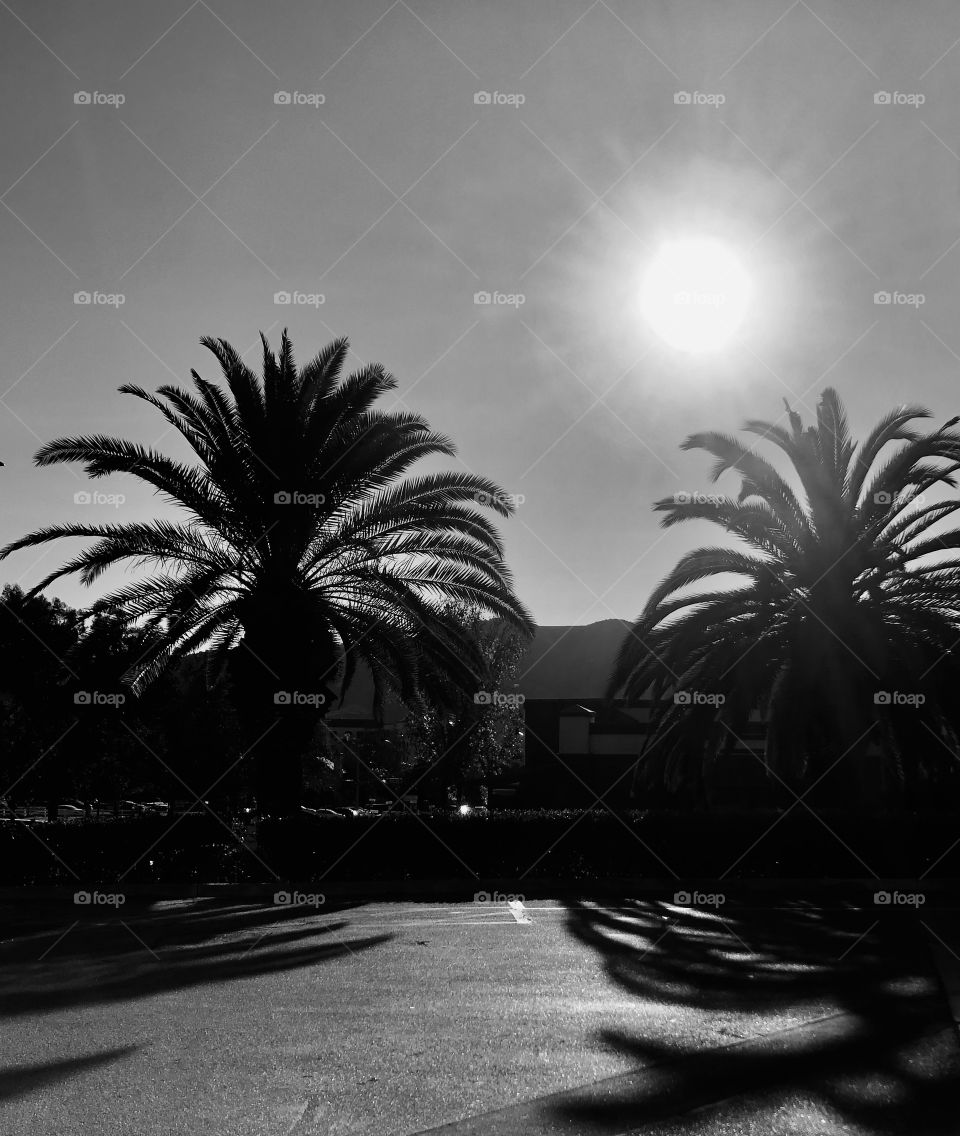 Two palms and a mountain 