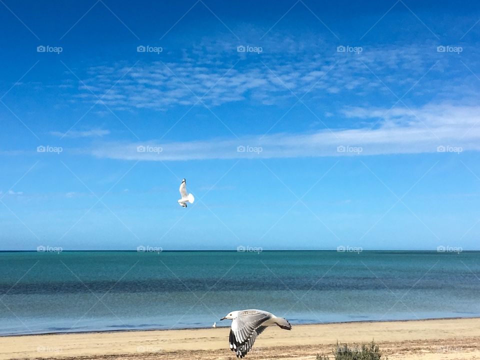 Seagulls landing and in midflight foreground shot at coastline beach south Australia 