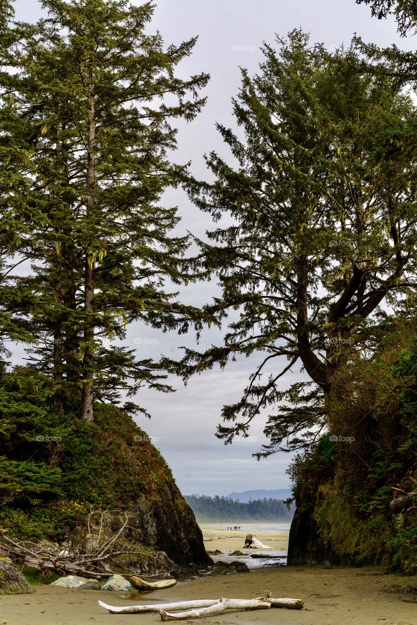 Two trees on rock outcroppings form opening in a scenic ocean beach - Long Beach National Park, Tofino, British Columbia, Canada 