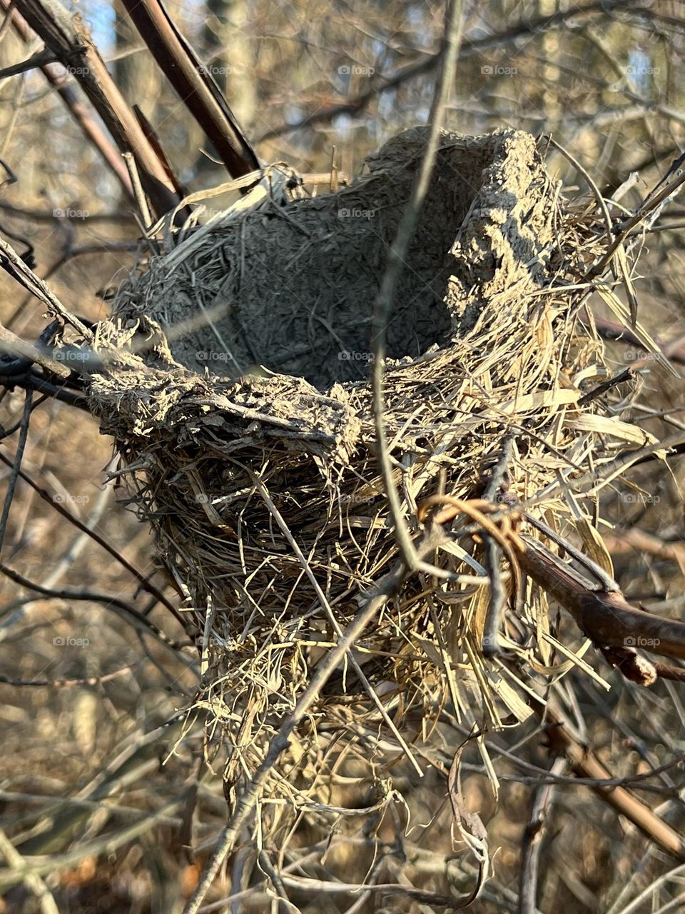 Bird nest 
