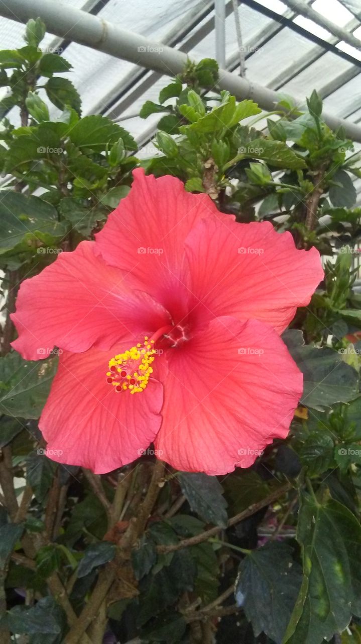 red hibiscus in bloom