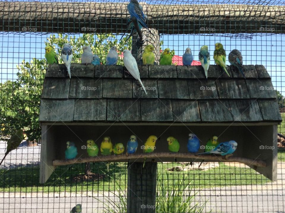 Birds on a pole
