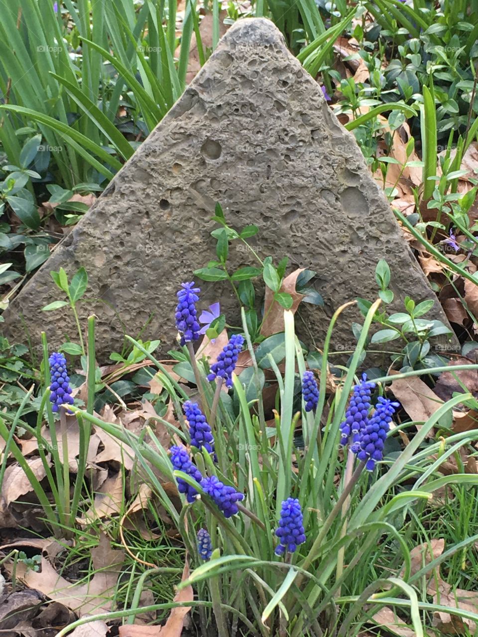 Lovely blue hyacinths blooming in front of triangular garden stone