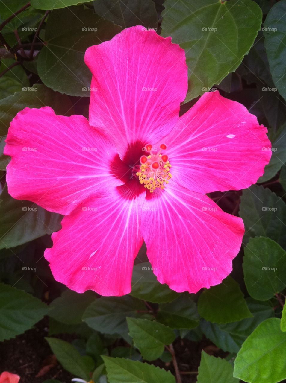Jamaica Me Happy. Bright, pink Jamaican flower