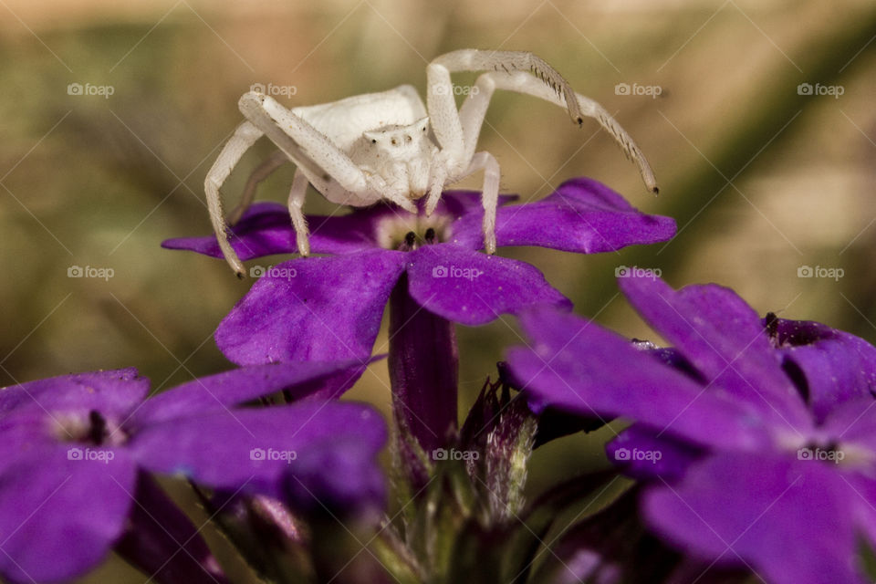 Crabspider on some purple flowers waiting for it's prey
