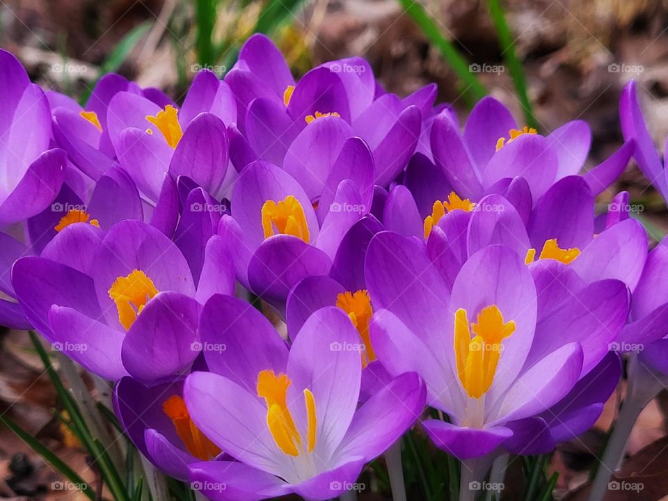 Crocussen in bloom in the Netherlands