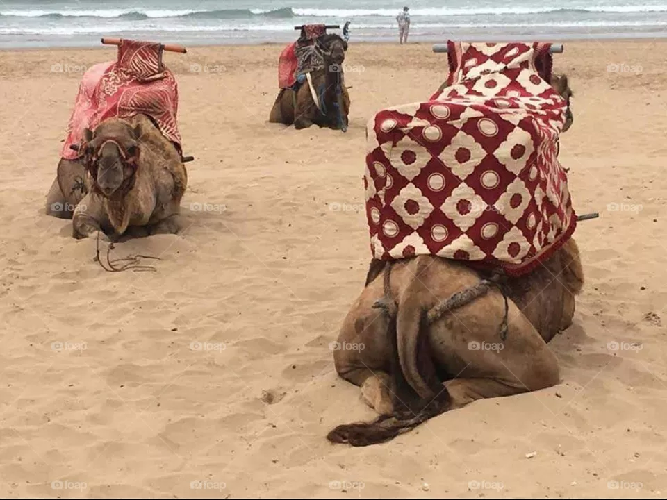 camel