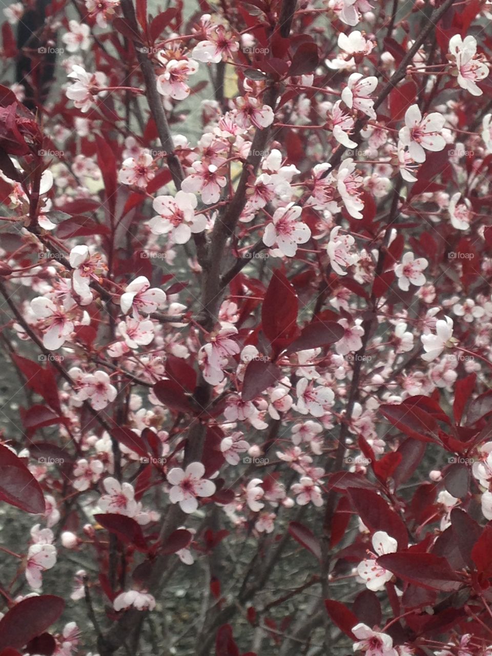 Jasmines Springtime 