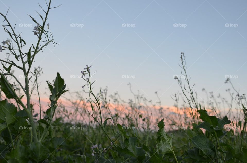 Sunset weed.