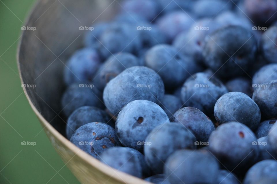 Rich indigo-colored blueberries, freshly picked