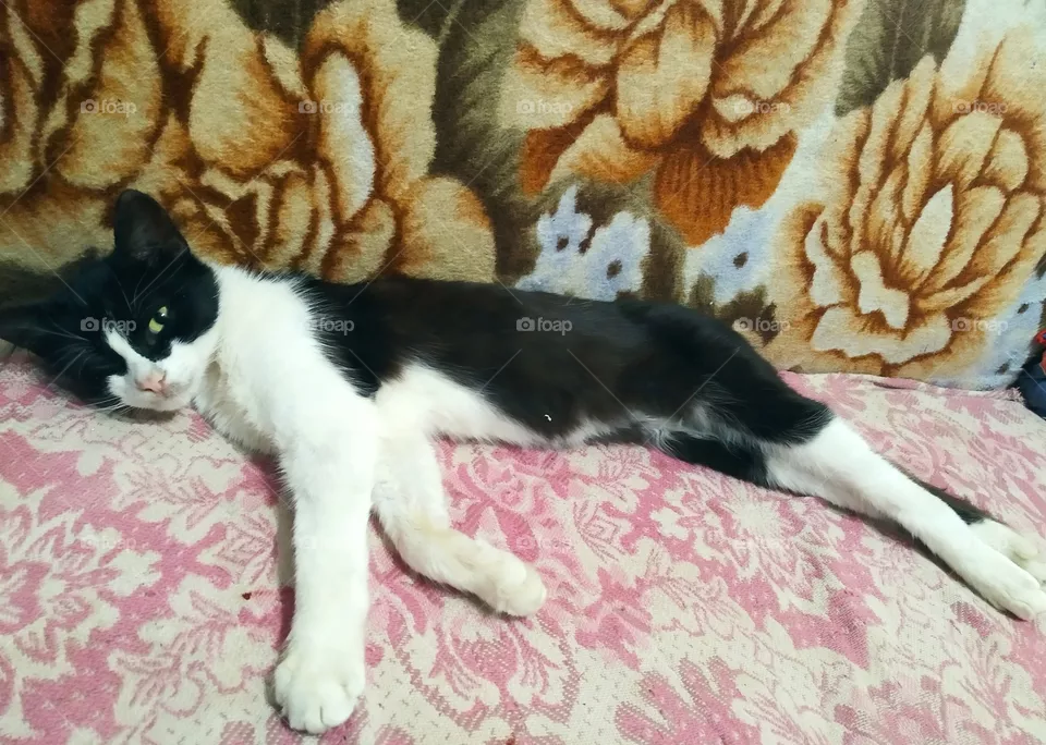 my cat, Maya