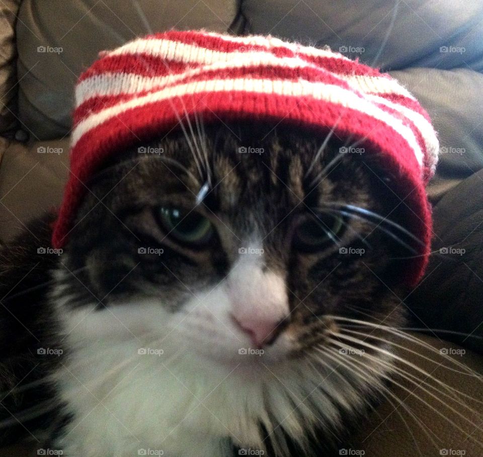 Stripped hat furry cat