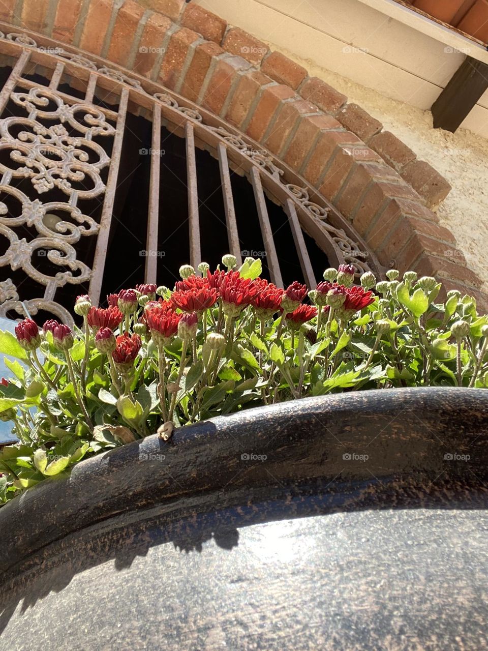 mexican architecture, plantas 🪴