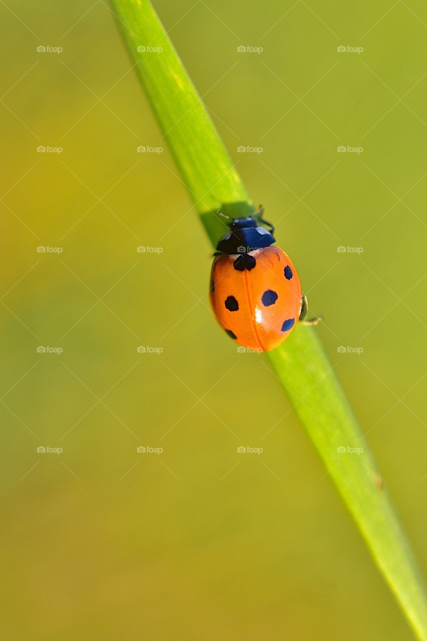 Ladybug is a little bright and very beautiful beetle. They can fly. They are red, yellow and orange. They are able to give some orange liquid - “milk”. That's why they're called ladybugs!
Their milk has got a pungent and disgusting smell, so nobody