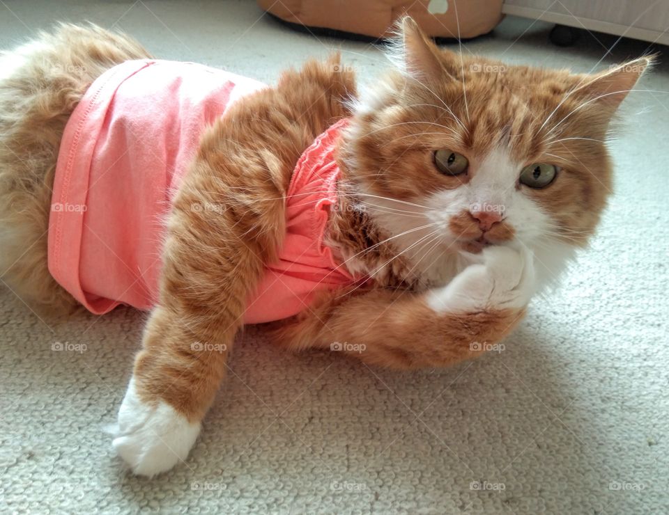 ginger cat pet resting home