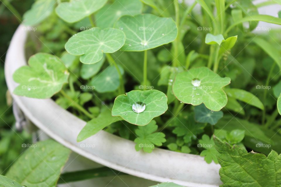 Plant leaves with water drop