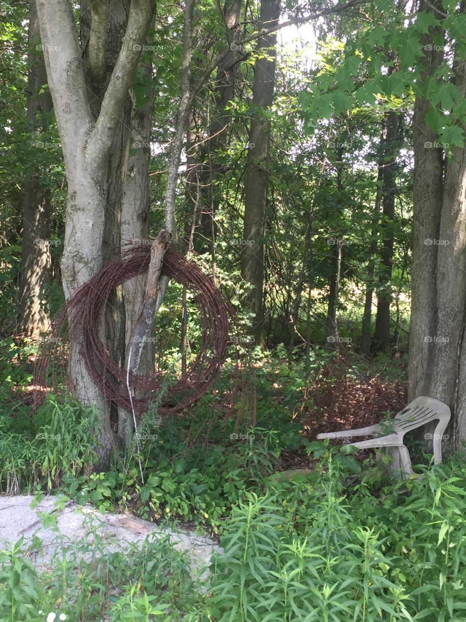 Things you find in the woods in Ohio♥️