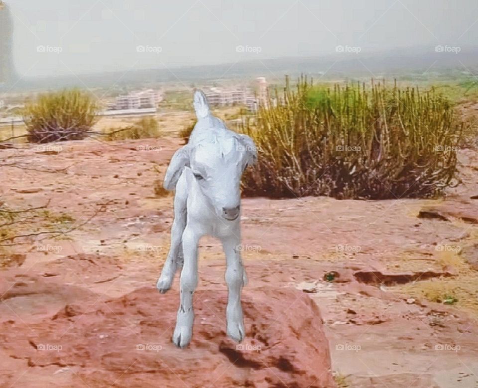 most beautiful and cute baby goat.