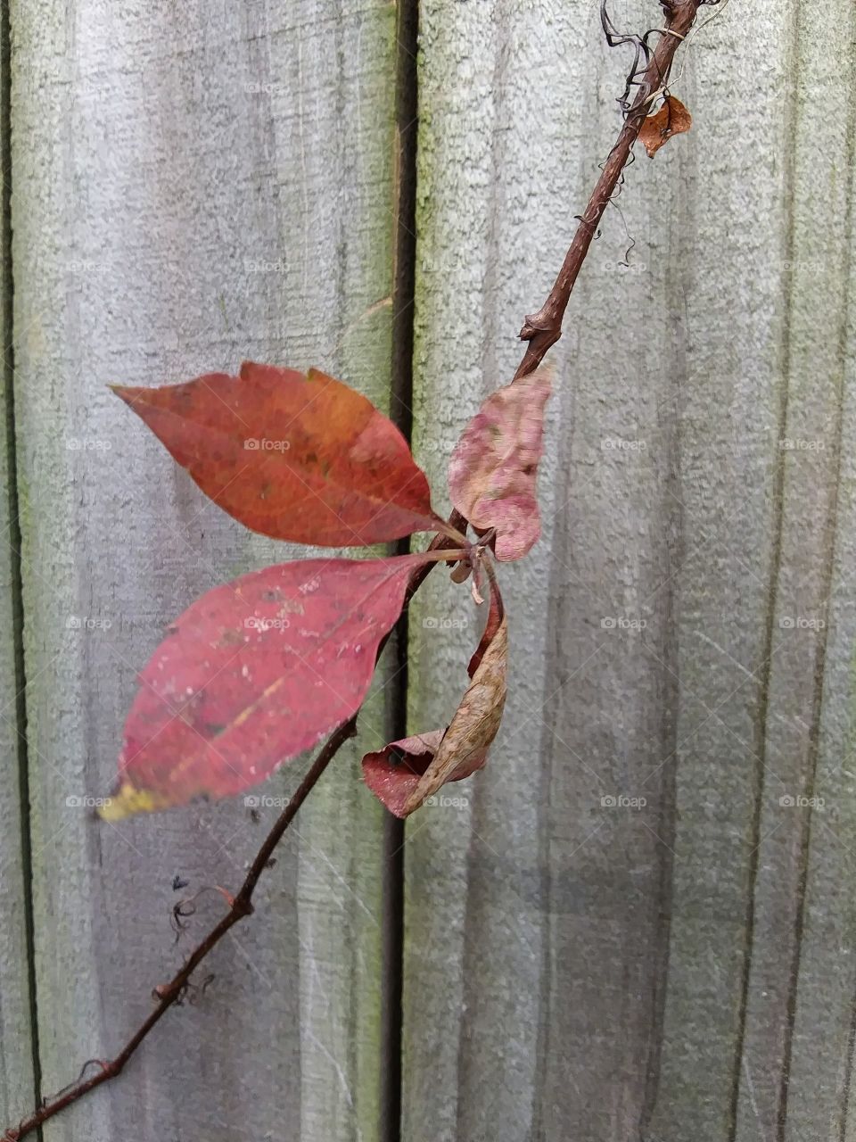 red leaf