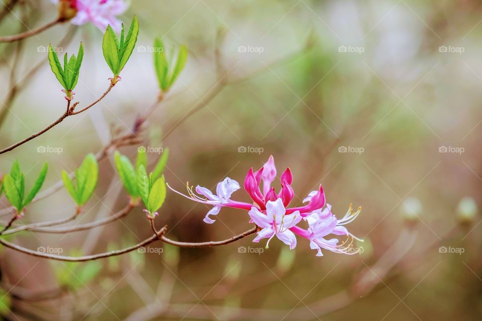 The pinkster flower, a species of wild azalea, shows off its vivid spring colors. North Carolina 