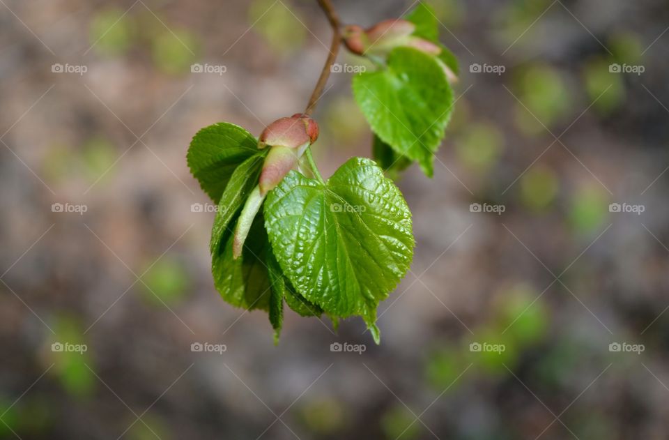 young spring leaves earth background love green